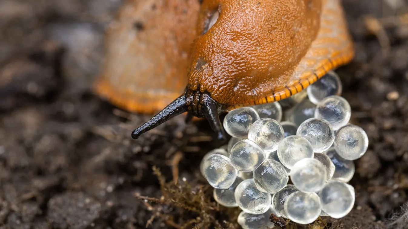 Most védekezz a meztelen csigák ellen