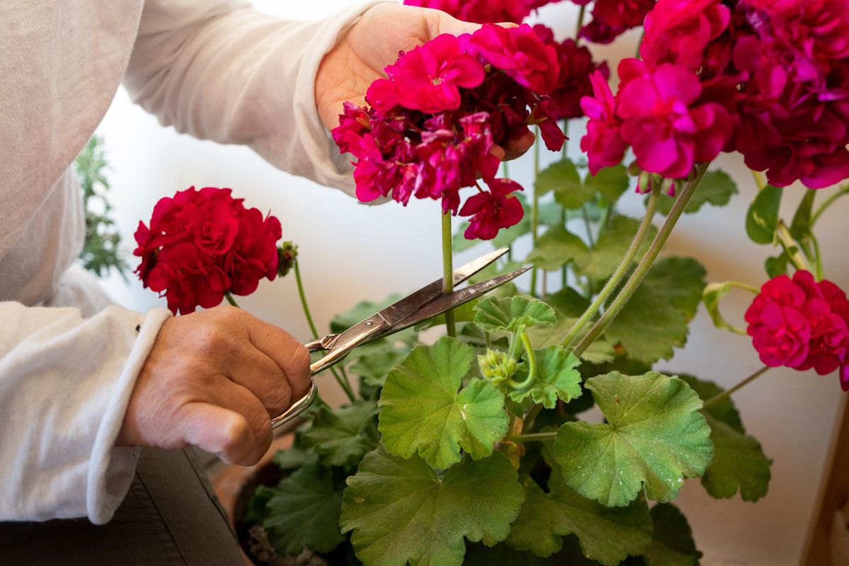 Detail,Of,Hands,Cutting,Damaged,Geranium,Flowers,With,Metal,Scissors