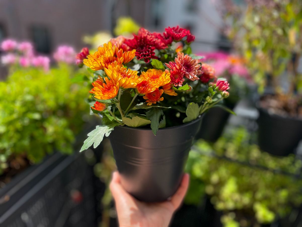 Beautiful,Mixed,Red,And,Orange,Chrysanthemum,Balcony,Garden,Autumn,Flowers