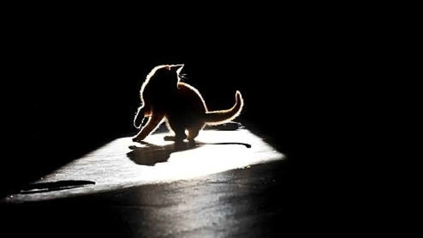  Judit macskája szellemként tért vissza, hogy elbúcsúzon