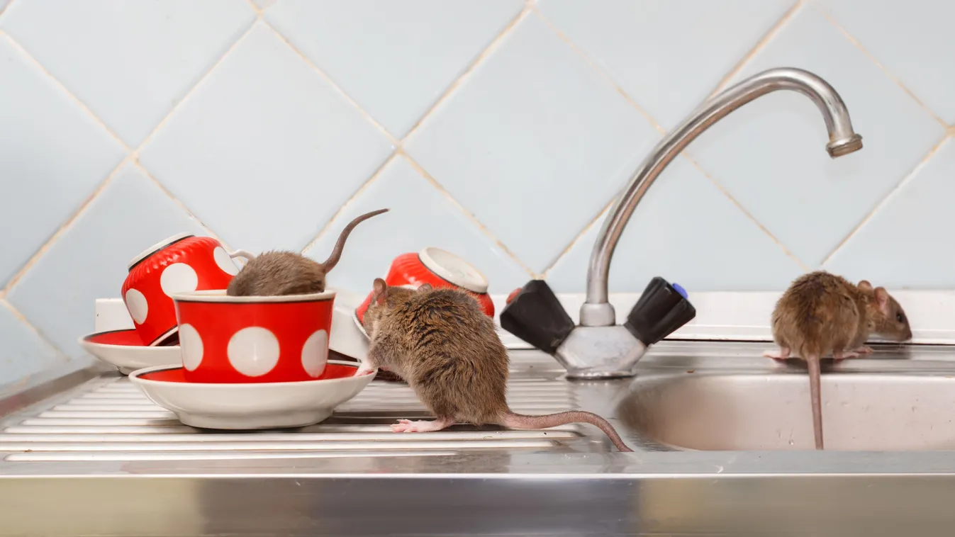 Nyakunkon az invázió: így védekezhetsz a rágcsálók ellen