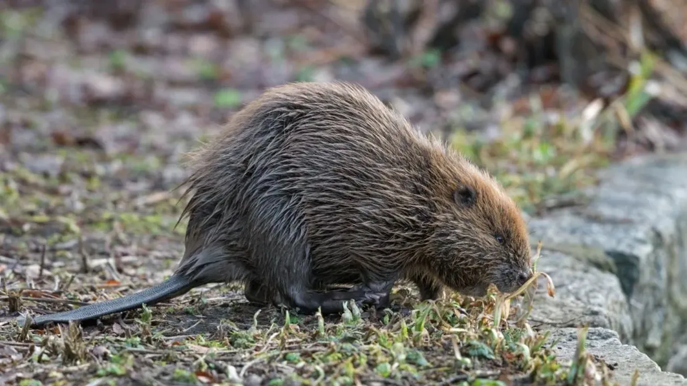 Donald Tusk a hódokat tette felelős az árvíz miatt