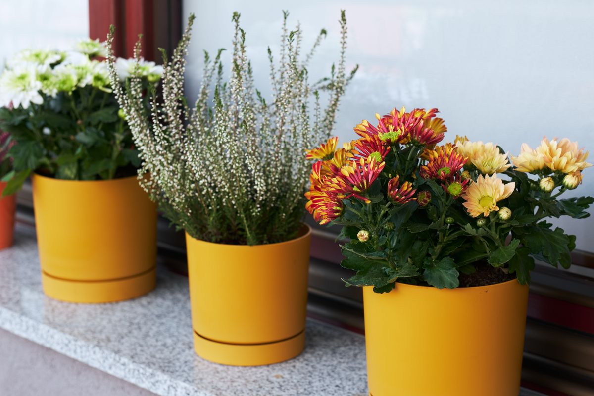 Autumn,Flowers,Of,Heather,And,Chrysanthemums,On,Windowsill,On,Balcony.