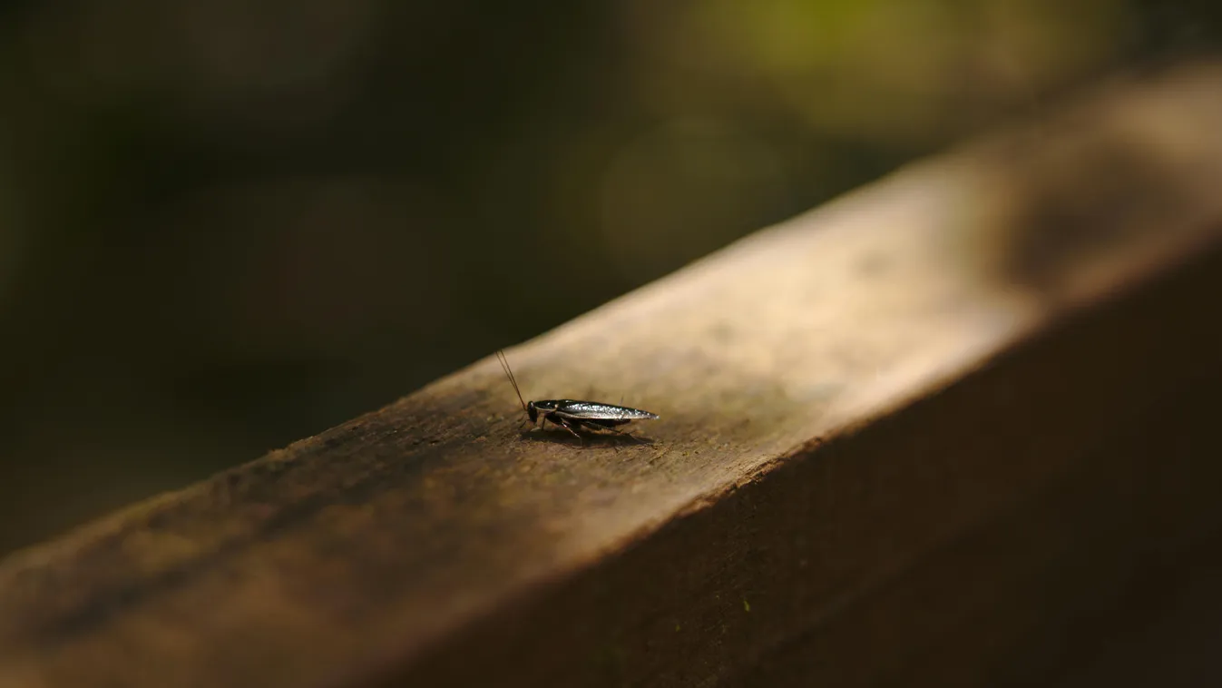 Repülő csótányok lepték el az országot: így védekezhetsz