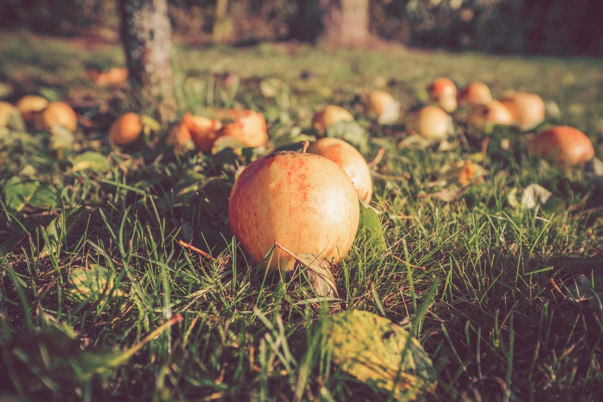 Autumn,Apples,On,The,Ground,In,Autumn,In,A,Garden