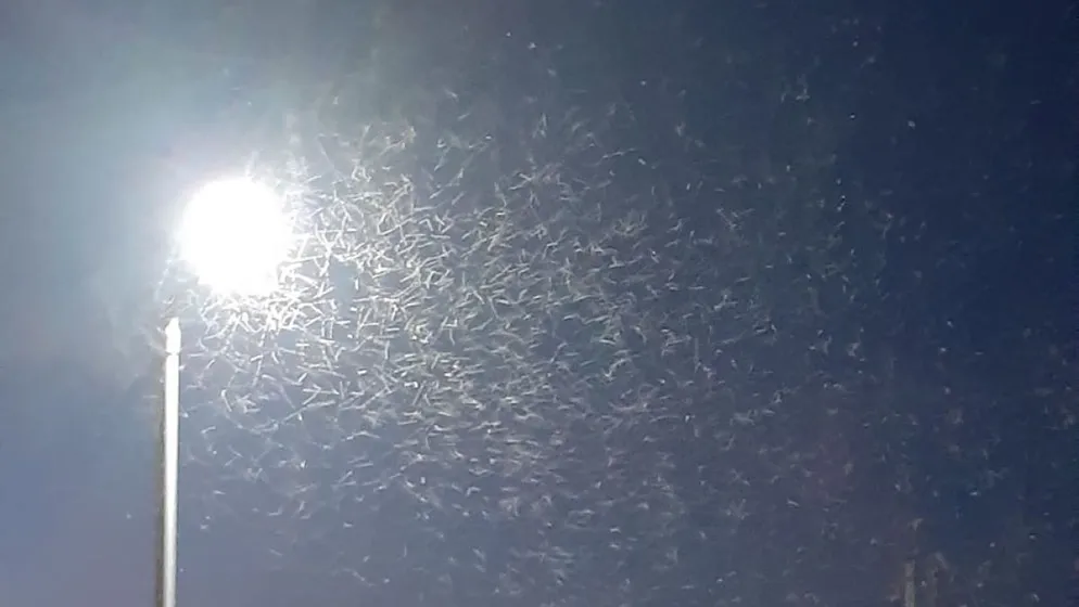 A lámpafény miatt tűnt úgy, mintha hó szállingózna /