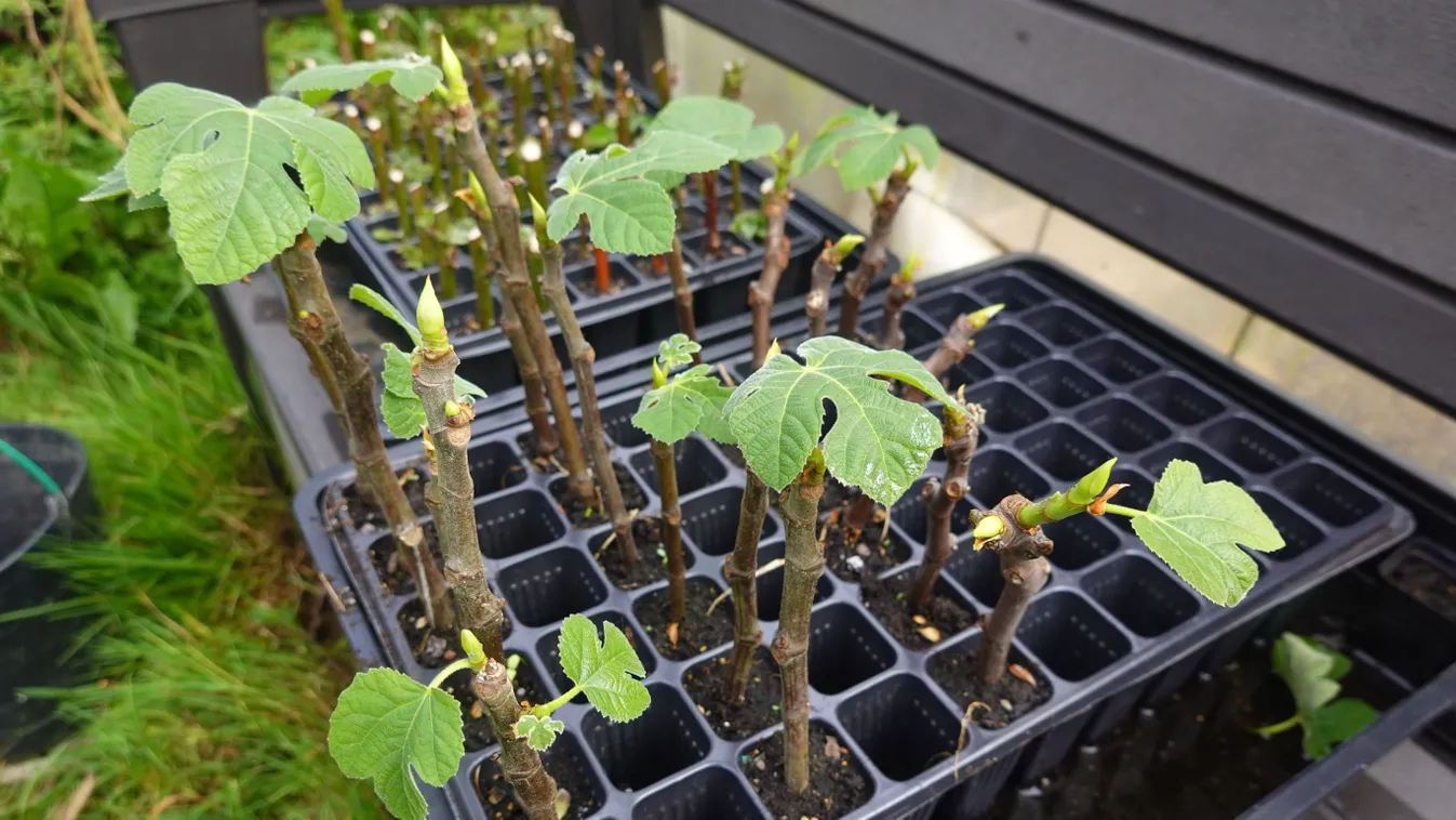 Itt az idő, most szaporítsd a fügét, mutatjuk, hogyan