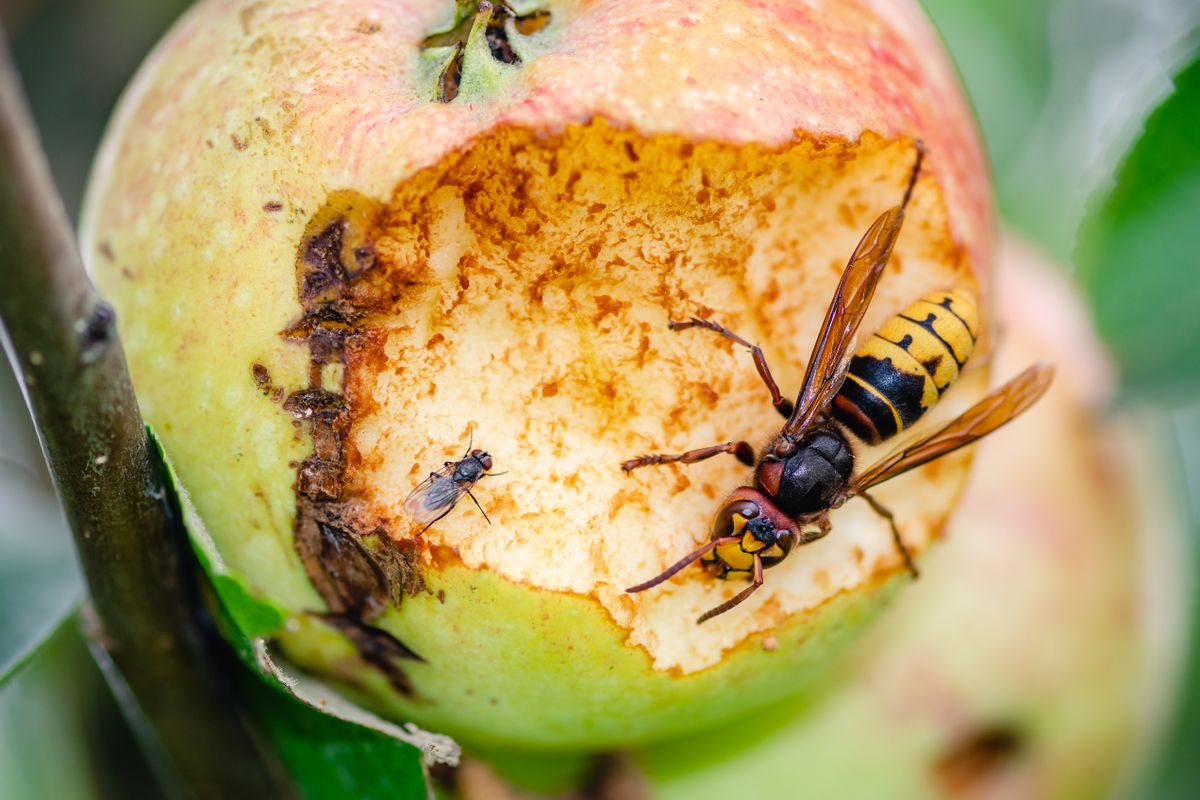 Giant,European,Hornet,Wasp,Or,Vespa,Crabro,With,Small,Fly