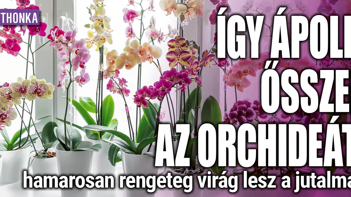 Így ápold ősszel az orchideát, rengeteg virág lesz rajta