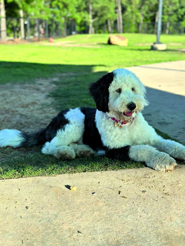 Polgár Kriszta kutyája, Sugar