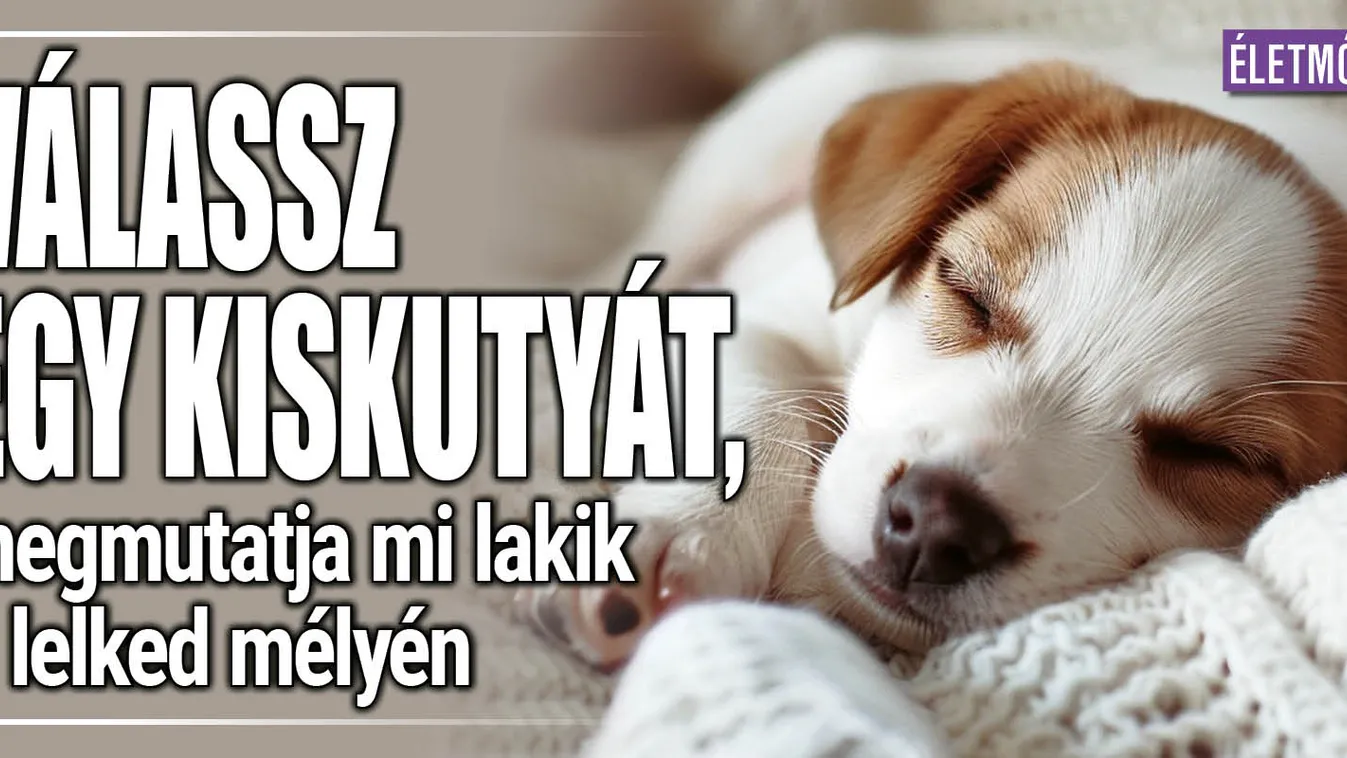 Válassz egy kiskutyát, megmutatja, mi lakik a lelked mélyén