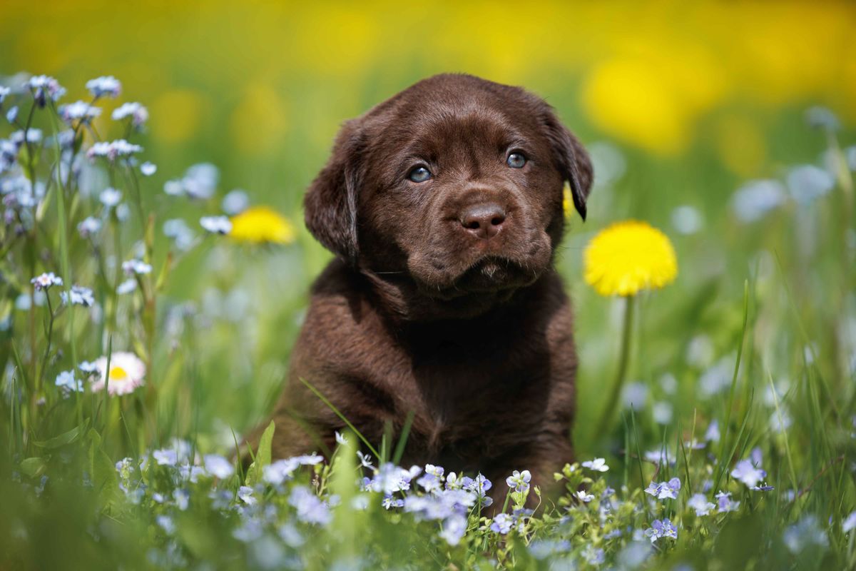 Chocolate,Labrador,Retriever,Puppy,Sitting,On,A,Meadow,With,Forget