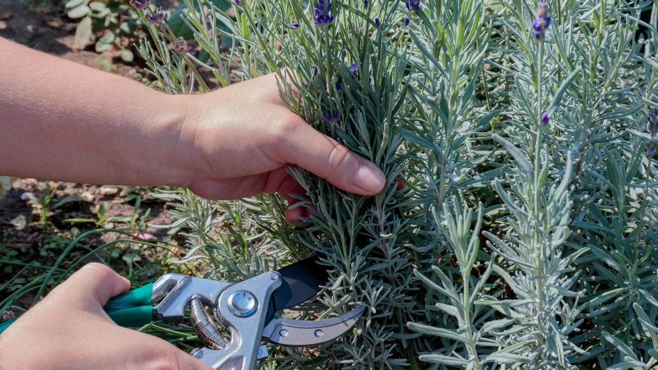 Több virágot hoz jövőre a levendula, ha így vágod vissza
