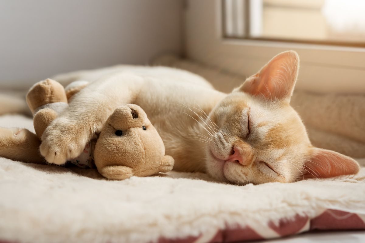 Kitten,Sleeping,On,A,Cozy,Blanket,Hugging,A,Toy.,A