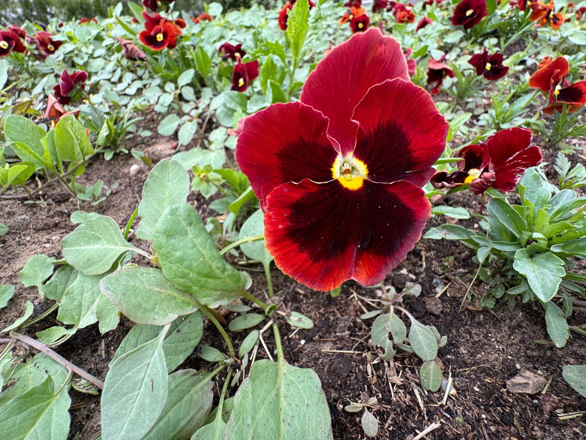 Red,Pansy,Flowers,In,The,Garden.,Dark,Red,Pansy,Flowers