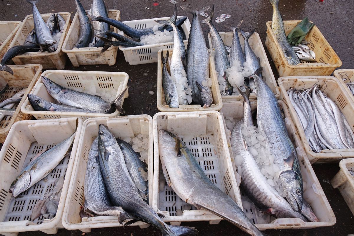 szankció Seafood Supply at Jimiya Fishing Port in Qingdao