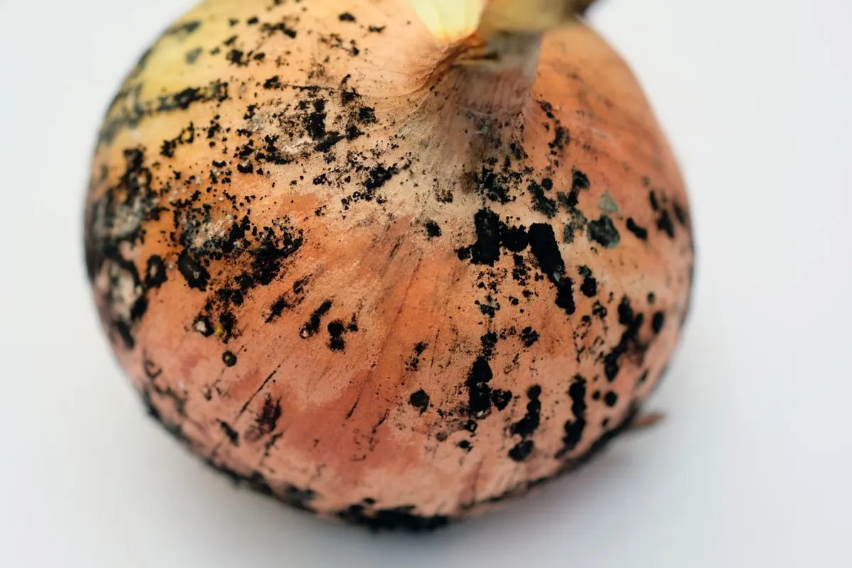 Black,Mold,Onions.,Onion,Head,With,Golden,Husk,And,Mold