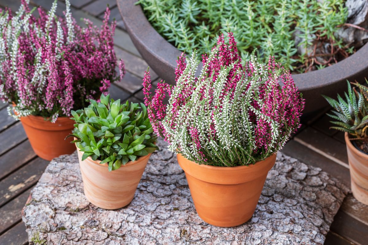 Blooming,White,And,Pink,Heather,Flowers,(calluna,Vulgaris,L.),In