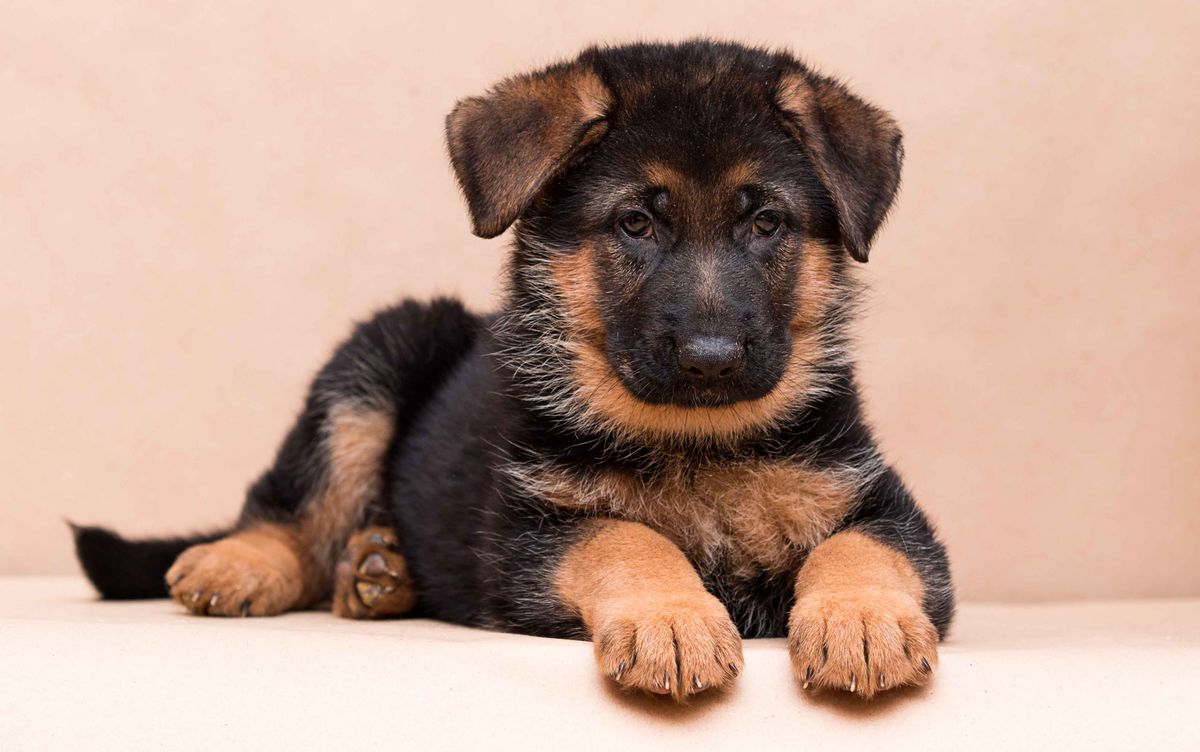 Little,German,Shepherd,Puppy,Lies,In,The,Studio