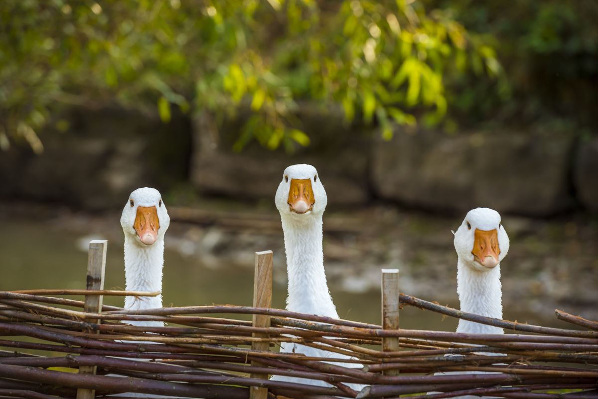 Three,Funny,White,Geese,-,Funny,Image,With,Three,Domestic