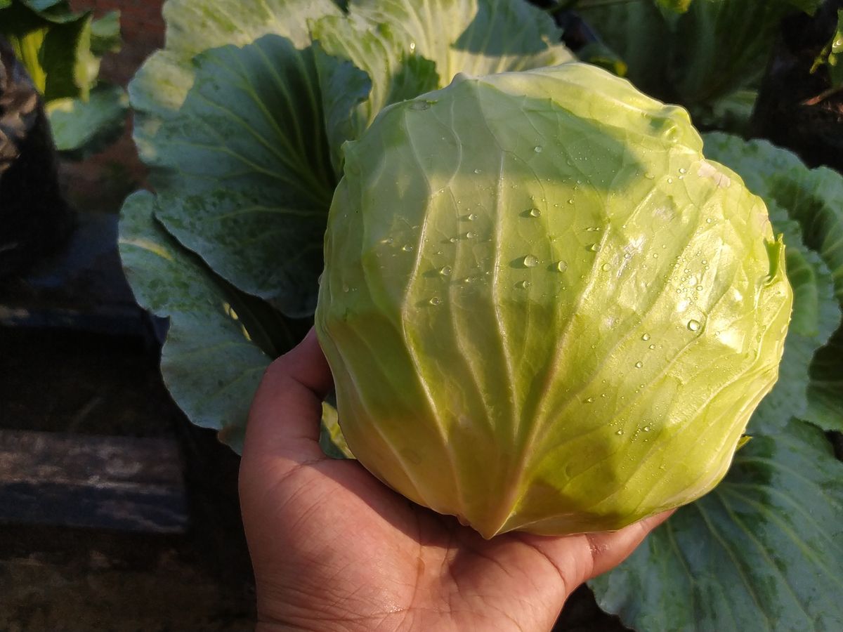 Woman's,Hand,Holding,Freshly,Picked,Cabbage,In,The,Garden,,Organic