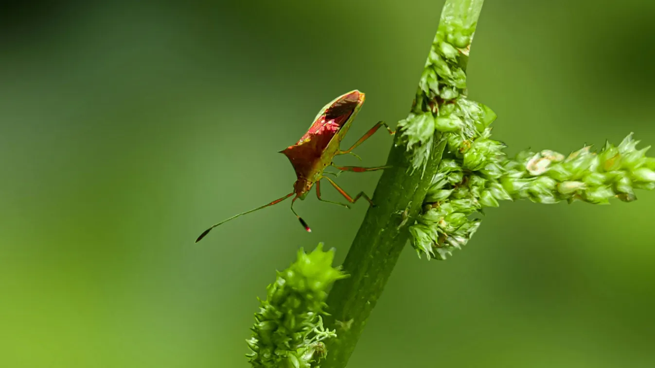 Ezt nem láttuk jönni: támadnak a fekete poloskák