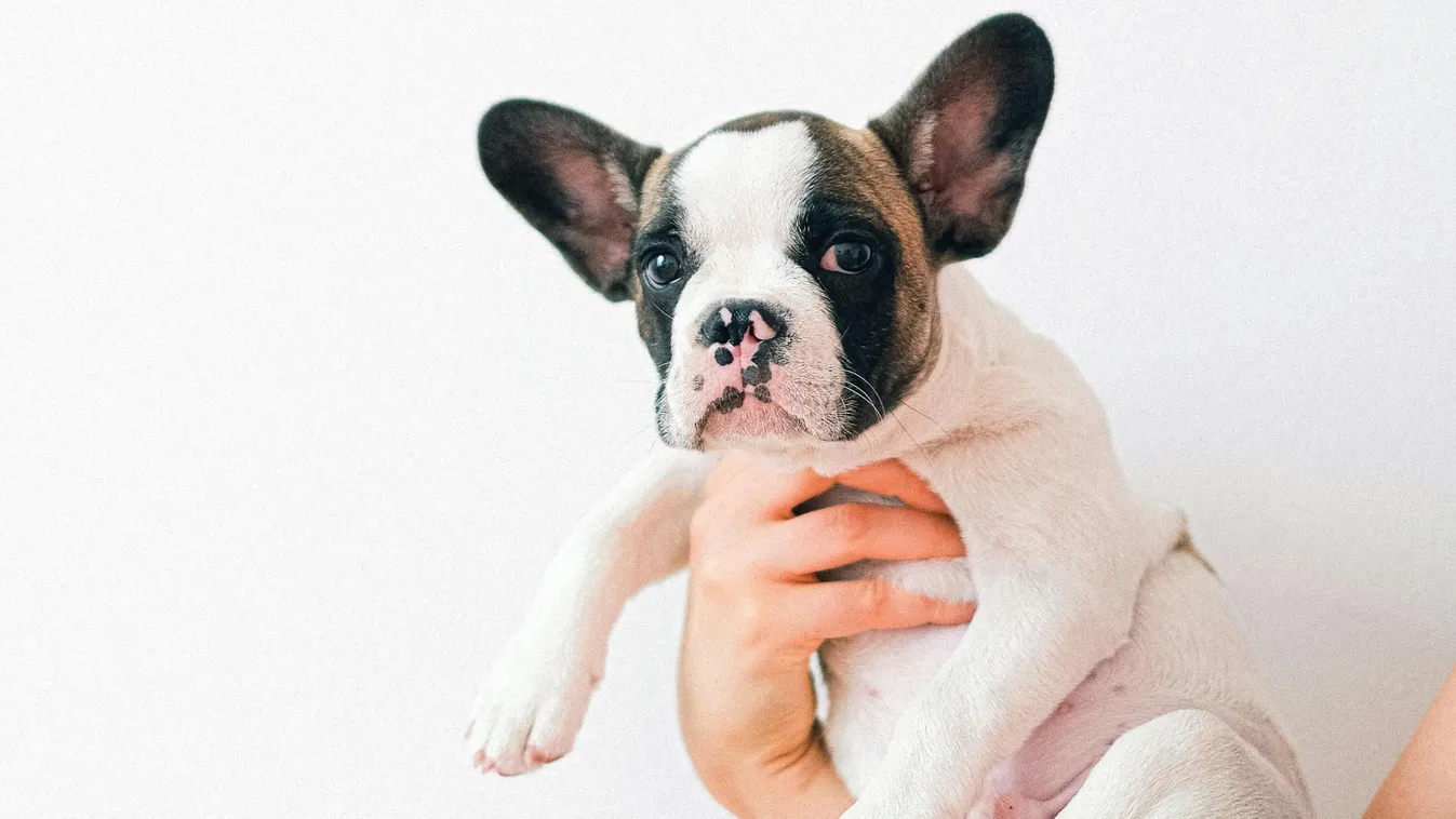 Kutyájával zsarolt egy édesanyát a csaló