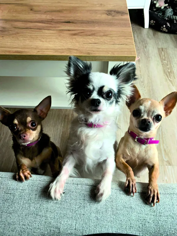 Nagy Alexandra és a hat kutyája RIPOST - Ákos
