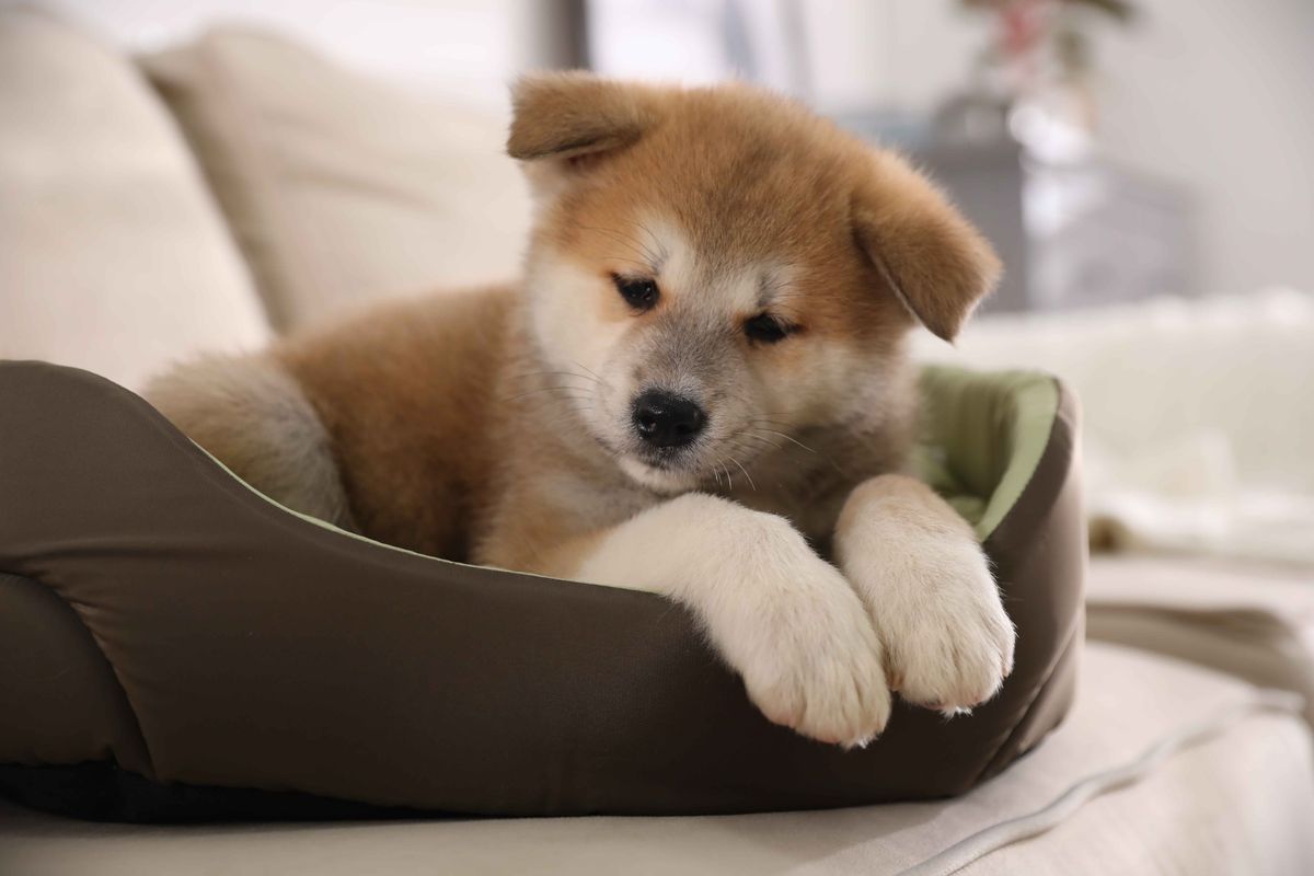 Adorable,Akita,Inu,Puppy,In,Dog,Bed,Indoors