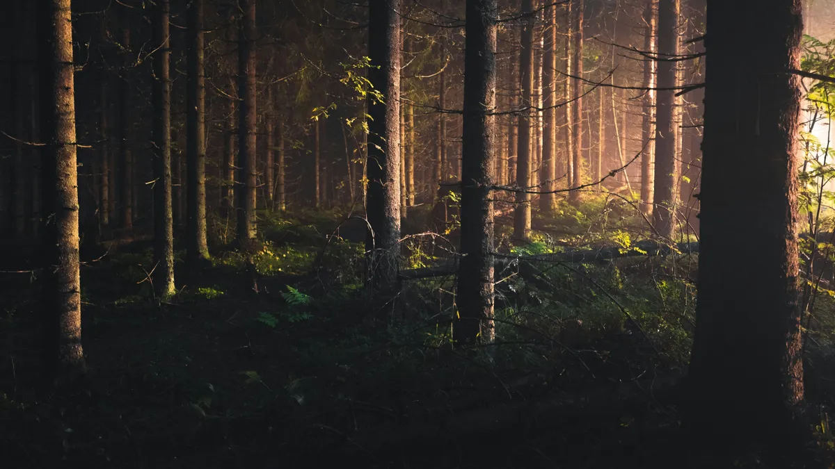 erdő, ijesztő, szörny