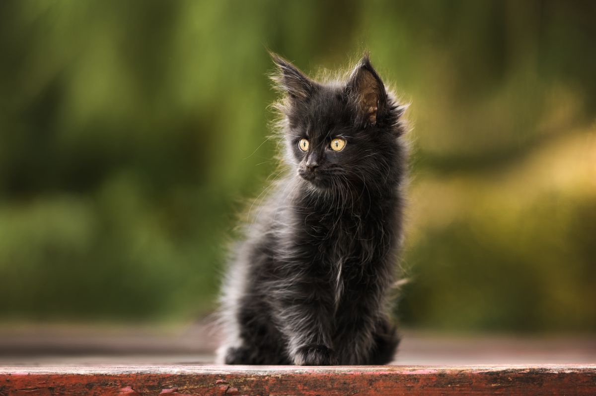 Cute,Maine,Coon,Kitten,Sitting,Outdoors,In,Summer