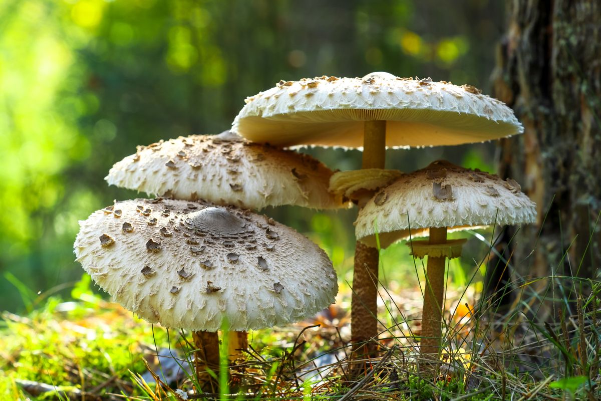 Parasol,Mushrooms,(macrolepiota,Procera),In,The,Forest.,Sunny,Day,,Close