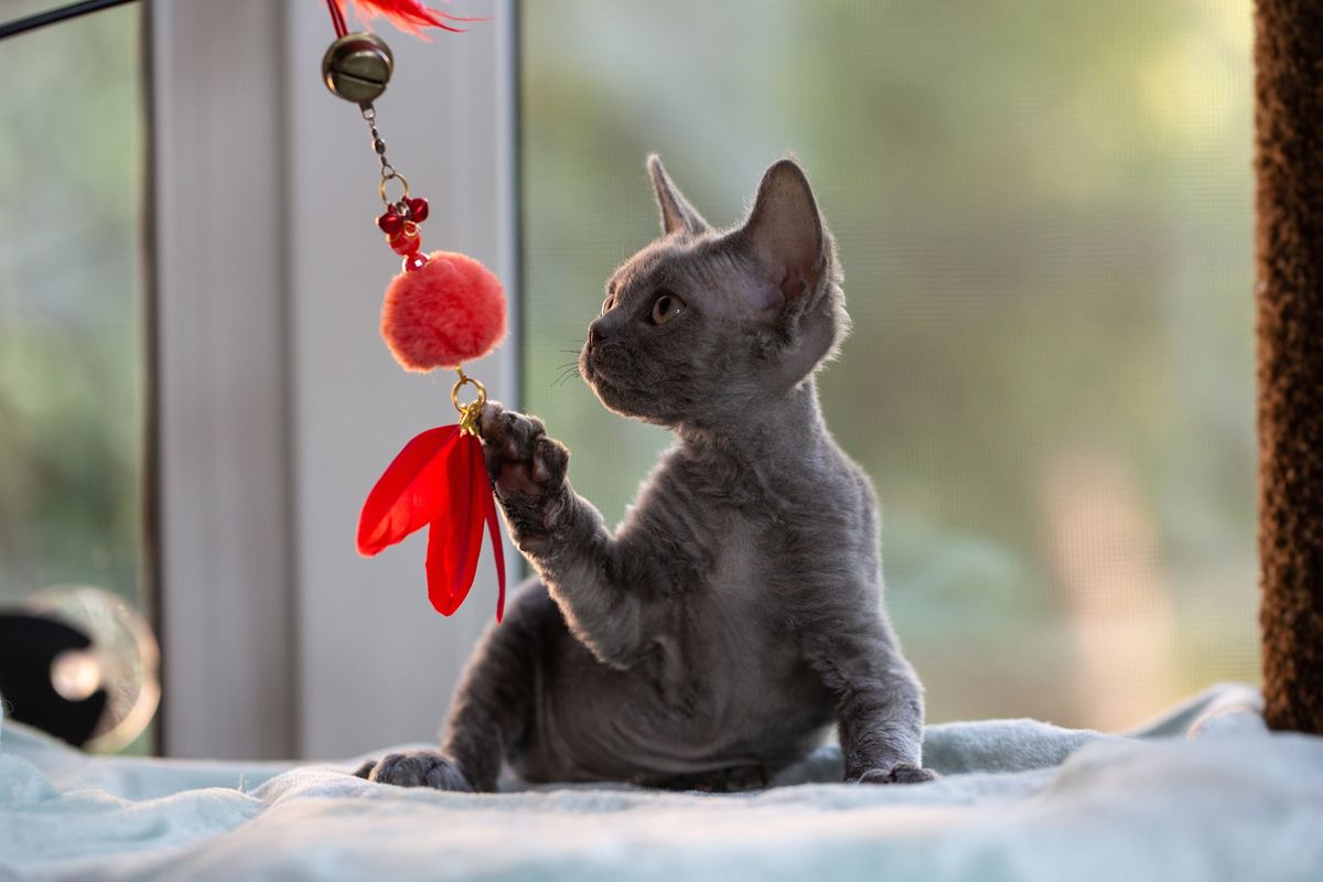 Blue,Devon,Rex,Kitten,Sits,On,A,Blanket,Near,The