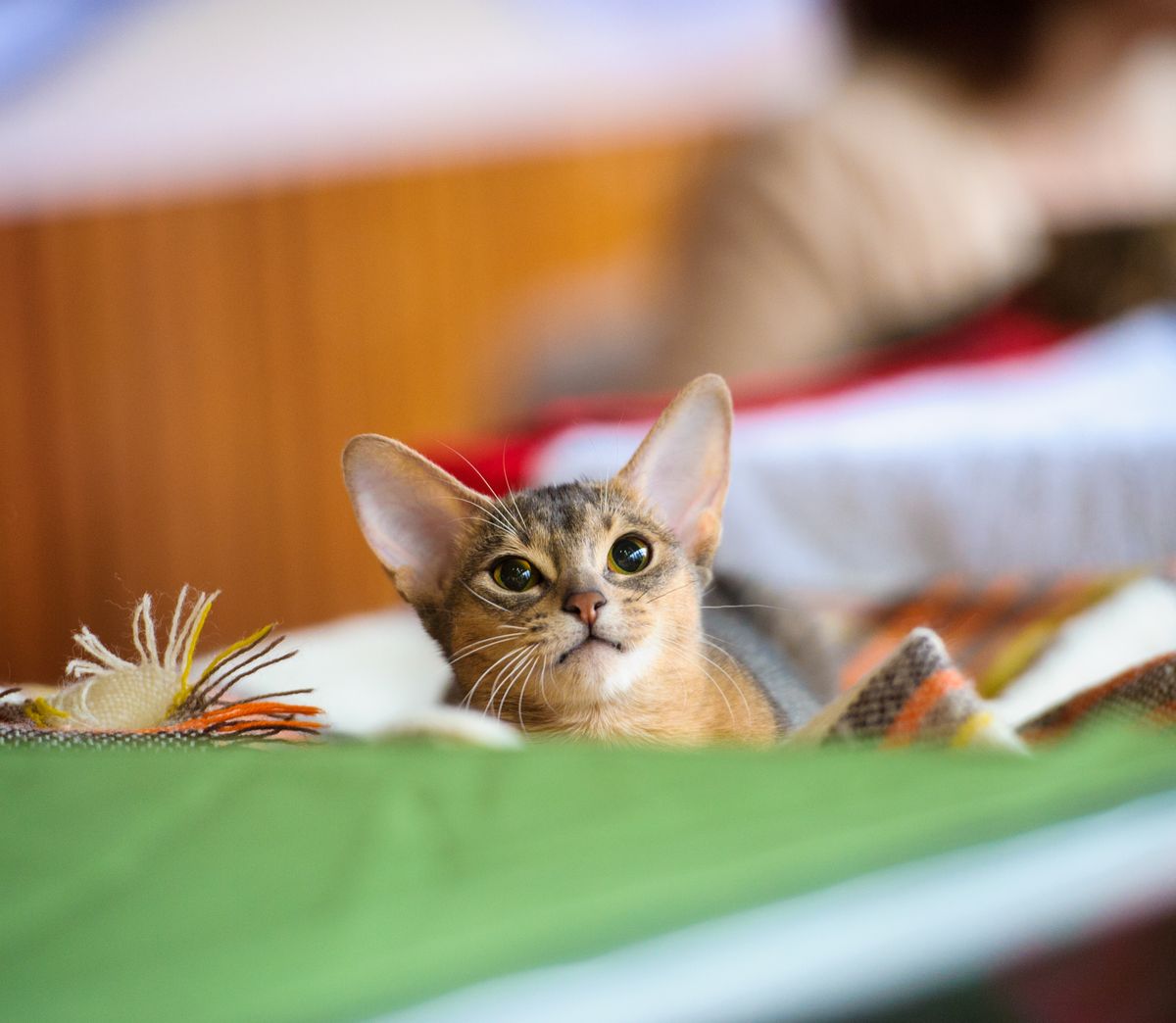 Abyssinian,Cat