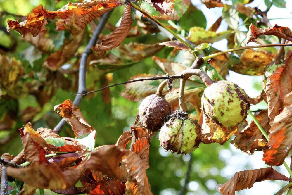 gesztenye vadgesztenye