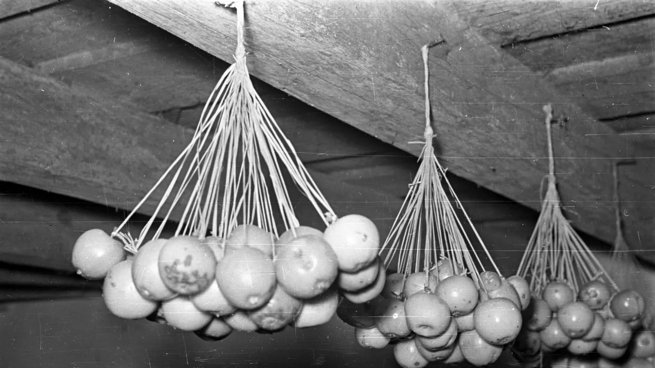 Így tárolták az almát az ‘50-es években.