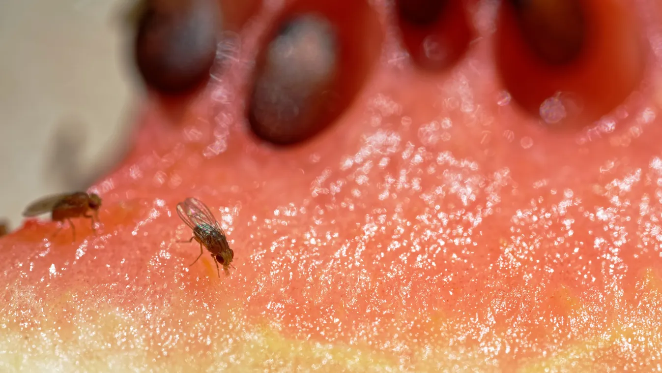 Hogyan védekezzünk a muslicák ellen?