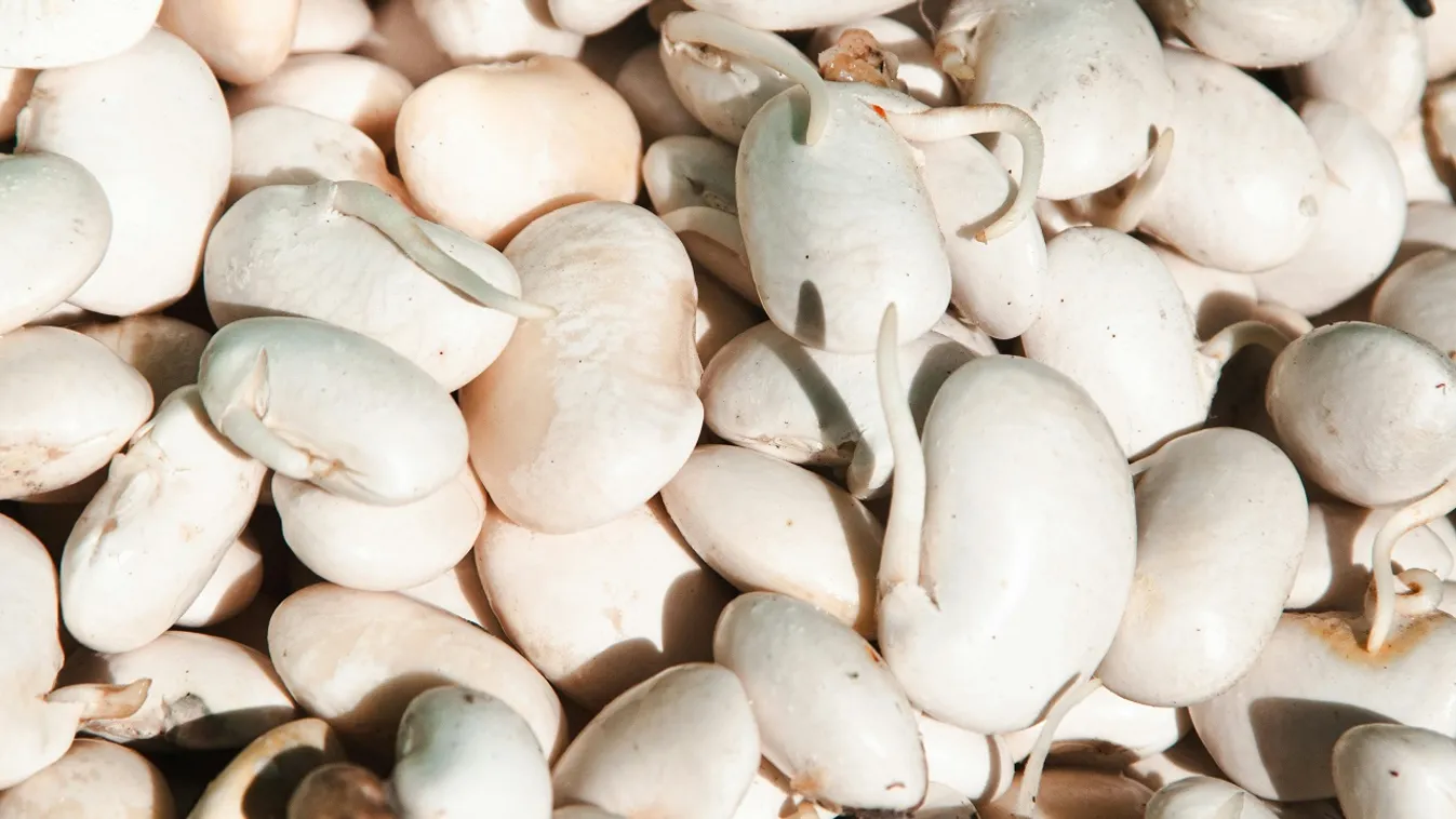 Ha ilyen babot vettél nehogy megedd! Rovarirtóval fertőzött