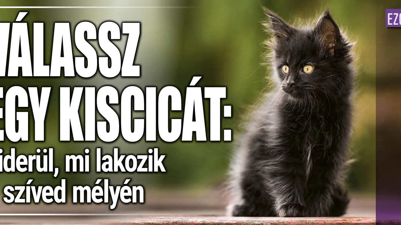 Válassz egy kiscicát, kiderül, mi lakozik a szíved mélyén