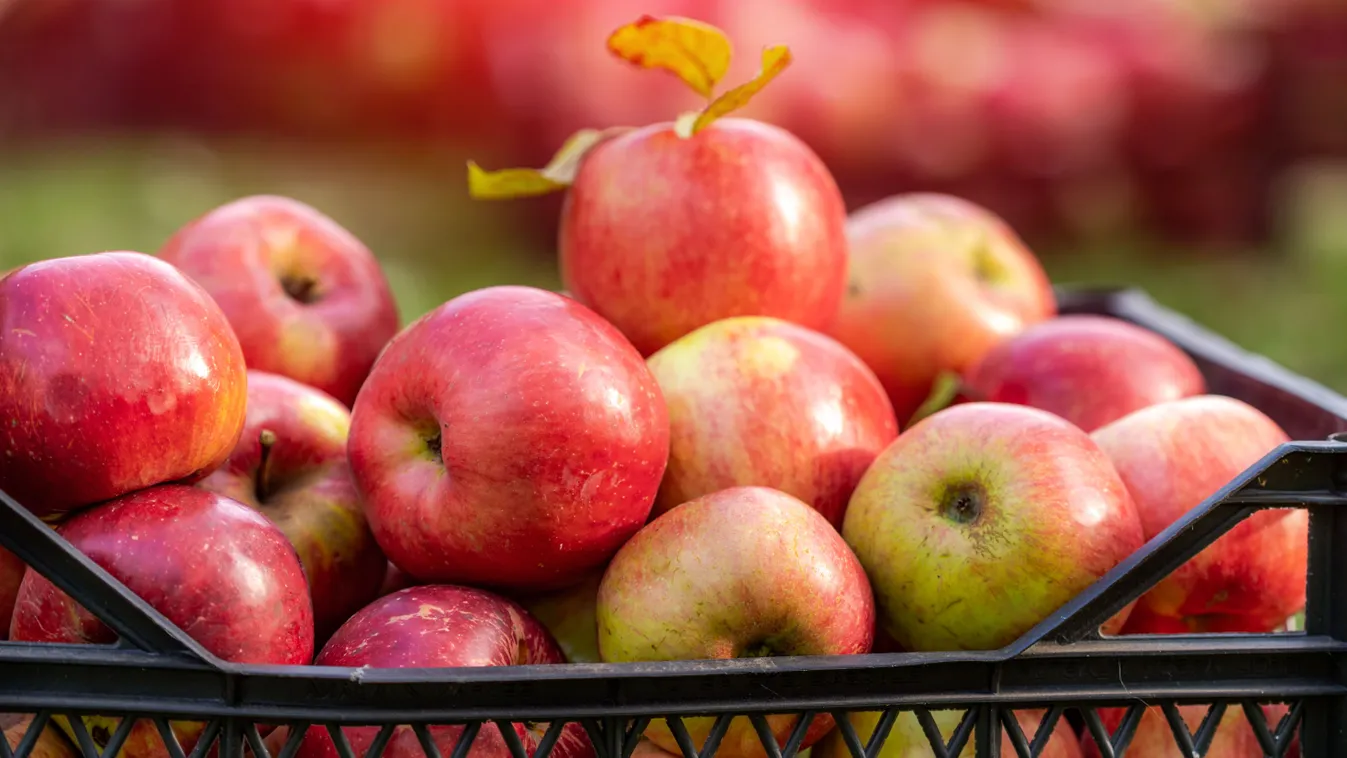 Ne várd meg, hogy megfonnyadjon az almád, így rakd el