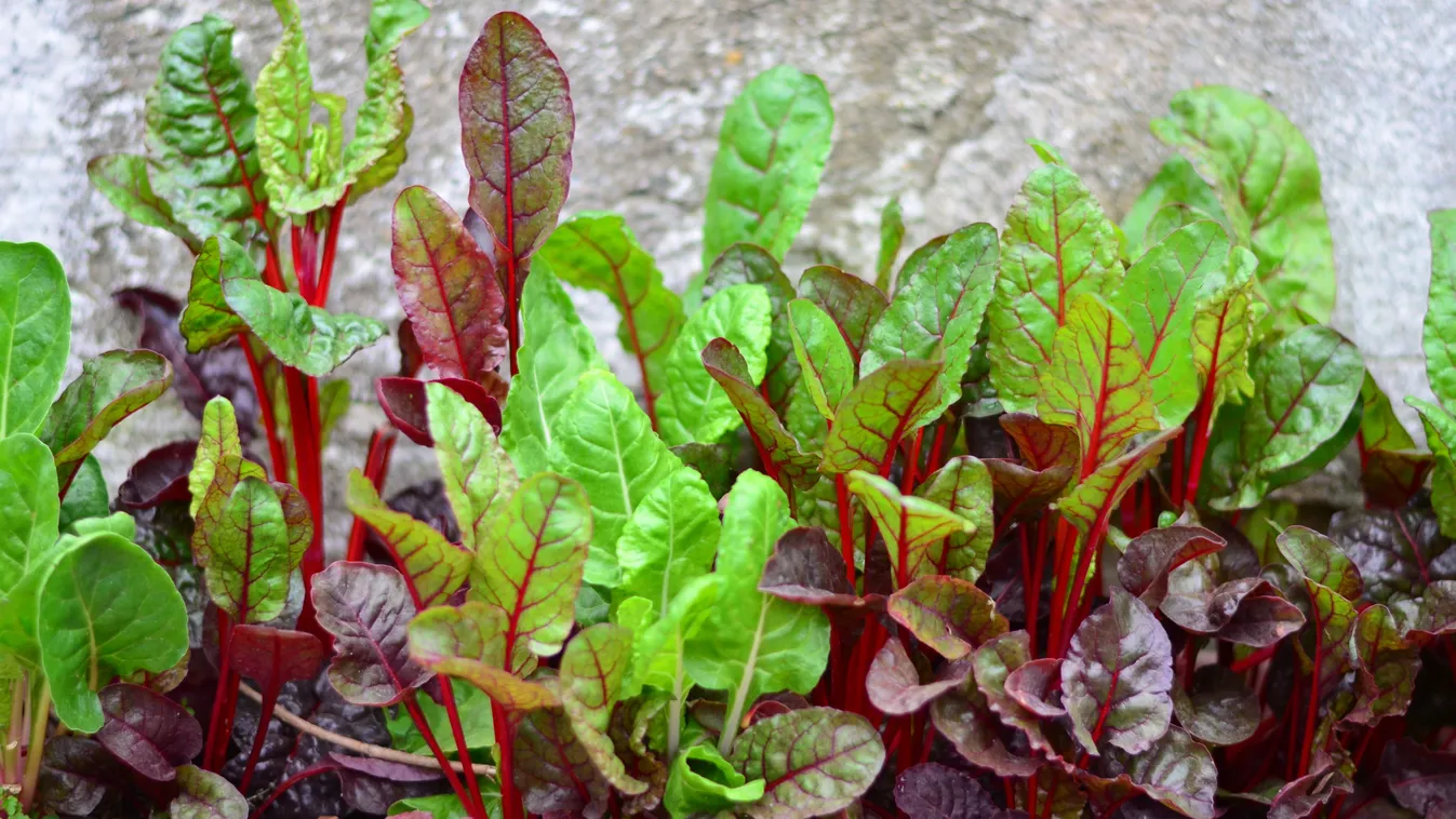 Ez a zöldség igazi túlélő: balkonládában is sokat terem