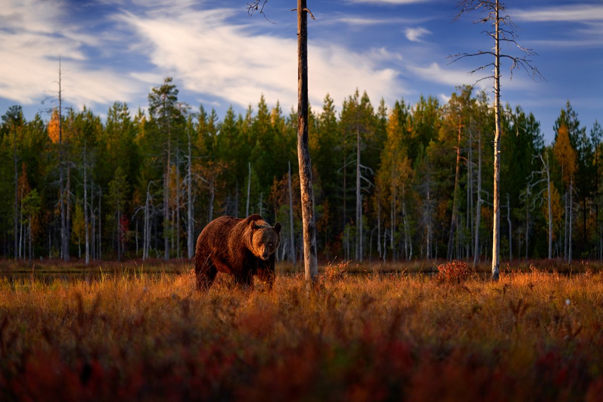 Autumn,Nature.,Bear,Wide,Angle,Lens,In,Yellow,Forest.,Fall