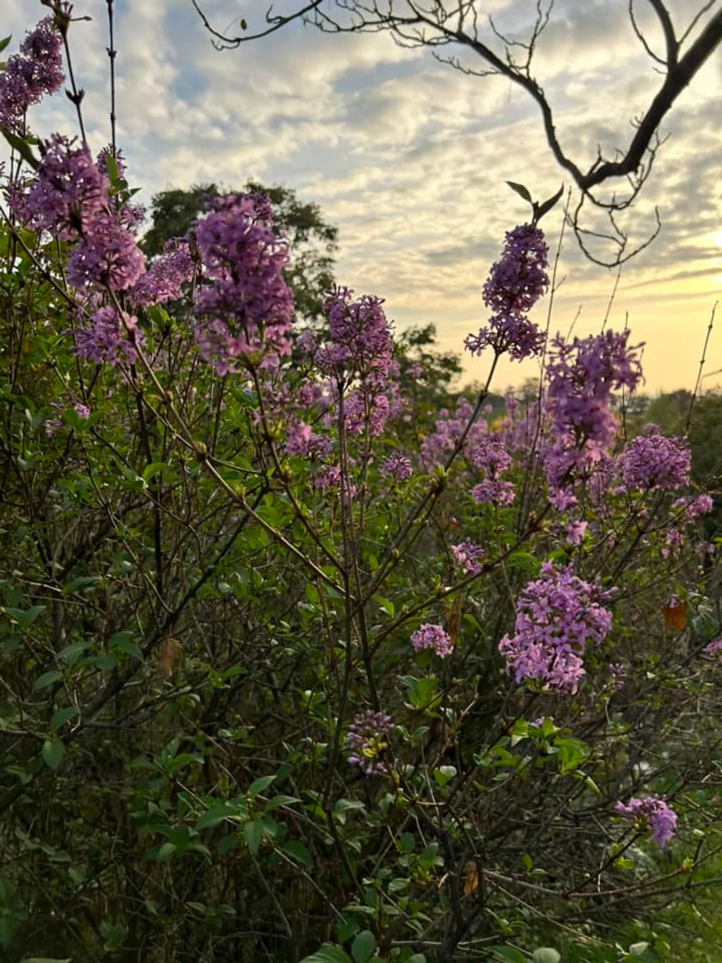 Facebook/Szobanövények csoport