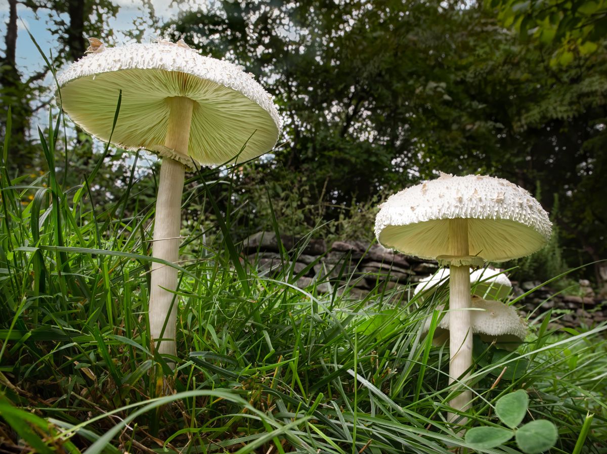 Chlorophyllum,Brunneum,(shaggy,Parasol),Mushrooms,Growing,In,Late,Summer,In