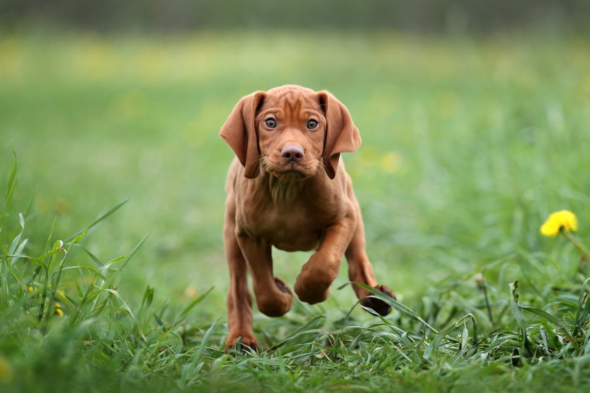 Cute,Puppy,Vizsla,Playing,Outdoors