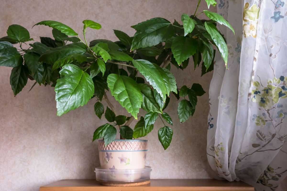 Indoor,Plant,Hibiscus,In,A,Flower,Pot.,Home,Decoration,With