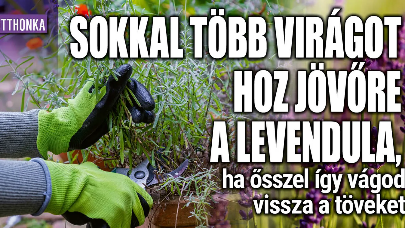 Több virágot hoz jövőre a levendula, ha így vágod vissza