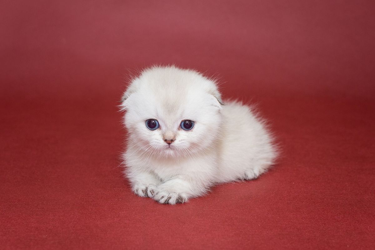 Small,White,Scottish,Fold,Kitten,On,A,Burgundy,Background