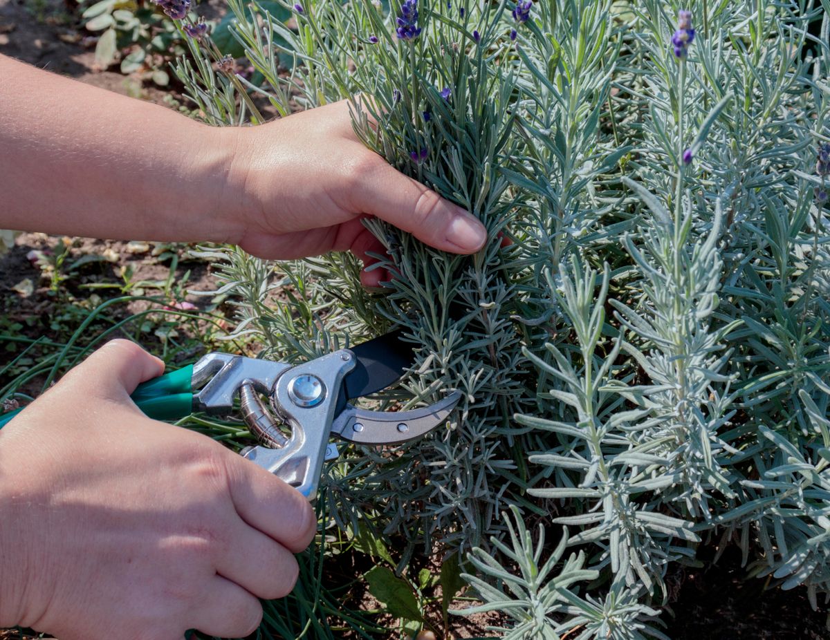 Pruning,Lavender,Bushes,In,Spring,Or,Autumn.,Women's,Hands,Cut