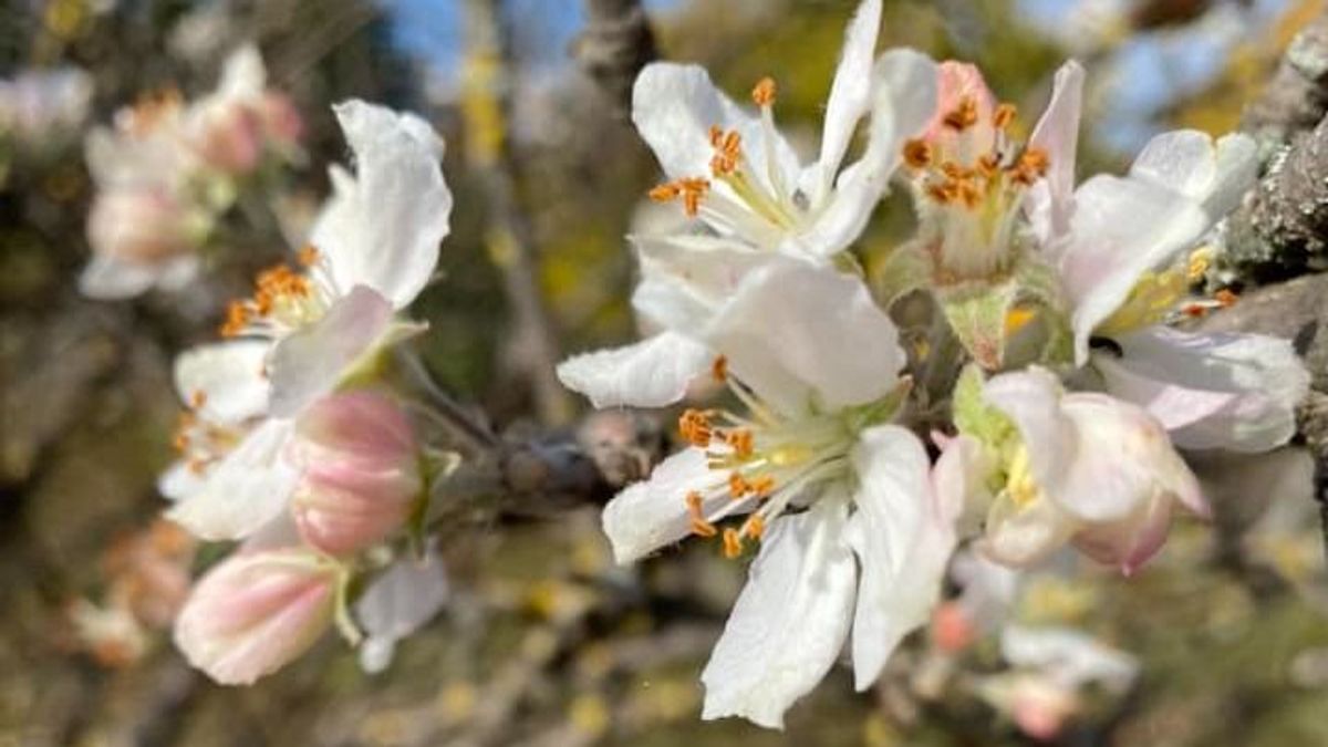 Tavasz az őszben – Olyan enyhe az idő, hogy újra virágzik a táj